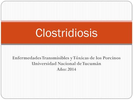 Clostridiosis Enfermedades Transmisibles y Tóxicas de los Porcinos