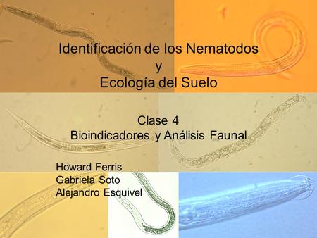 Identificación de los Nematodos y Ecología del Suelo Clase 4 Bioindicadores y Análisis Faunal Howard Ferris Gabriela Soto Alejandro Esquivel.