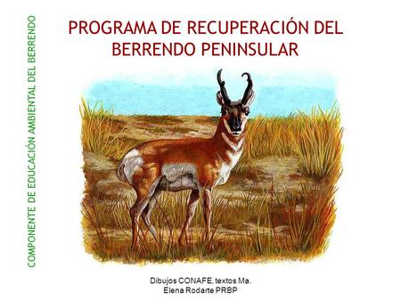 PROGRAMA DE RECUPERACIÓN DEL BERRENDO PENINSULAR