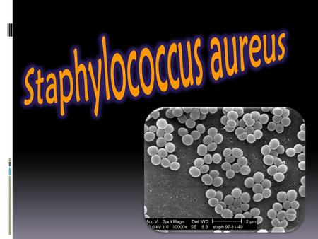  0.5 a 1.5 µm de diámetro  Racimos cortos e irregulares  S. aureus es una bacteria esférica (coco), que en el examen microscópico aparece en pares,