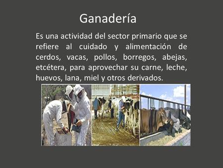 Ganadería Es una actividad del sector primario que se refiere al cuidado y alimentación de cerdos, vacas, pollos, borregos, abejas, etcétera, para aprovechar.