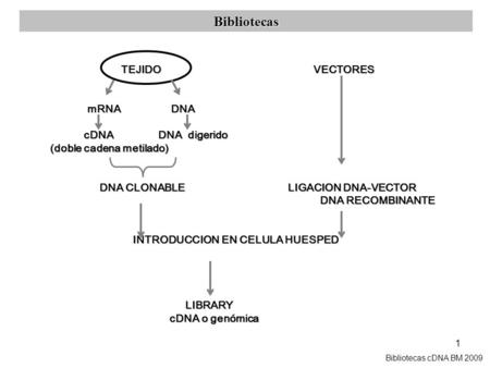 Bibliotecas TEJIDO VECTORES mRNA DNA cDNA DNA digerido