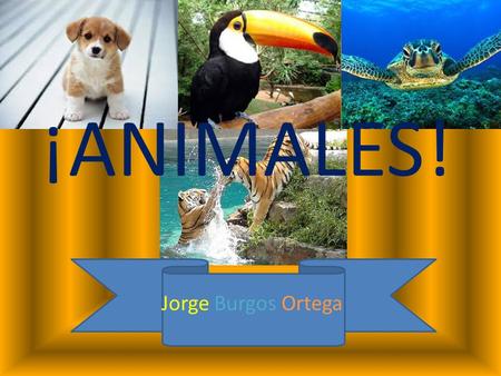 ¡ANIMALES! Jorge Burgos Ortega.