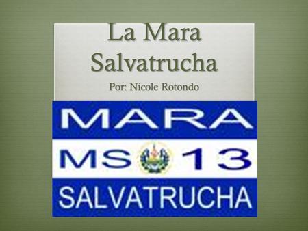 La Mara Salvatrucha Por: Nicole Rotondo. ¿Que sabéis ya sobre La Mara?