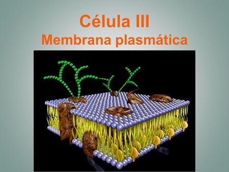 Célula III Membrana plasmática