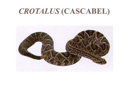 CROTALUS (CASCABEL).