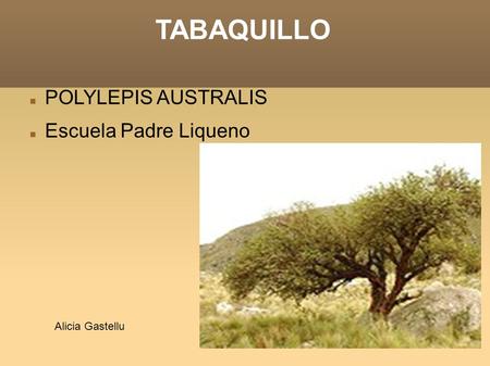 TABAQUILLO POLYLEPIS AUSTRALIS Escuela Padre Liqueno Alicia Gastellu.