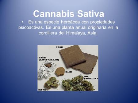 Cannabis Sativa Es una especie herbácea con propiedades psicoactivas. Es una planta anual originaria en la cordillera del Himalaya, Asia.