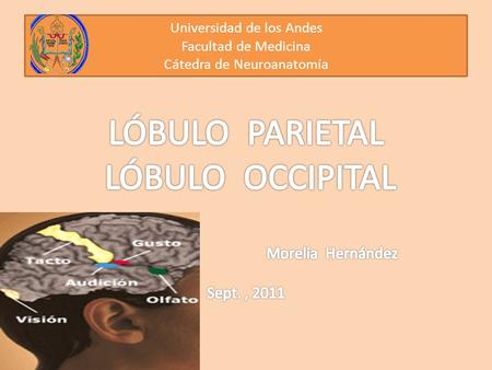 Universidad de los Andes Facultad de Medicina Cátedra de Neuroanatomía.