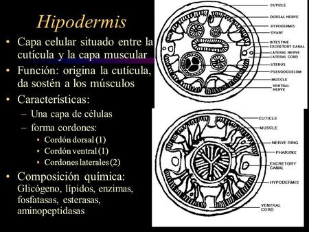 Hipodermis Capa celular situado entre la cutícula y la capa muscular