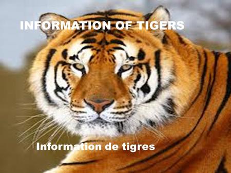 INFORMATION OF TIGERS Information de tigres.