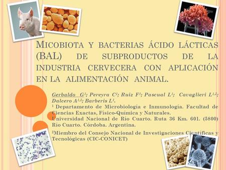 Micobiota y bacterias ácido lácticas (BAL) de subproductos de la industria cervecera con aplicación en la alimentación animal. Gerbaldo G1; Pereyra.