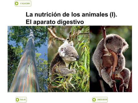 La nutrición de los animales (I).  El aparato digestivo