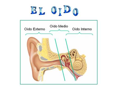 El oído está encargado de la audición y del equilibrio.