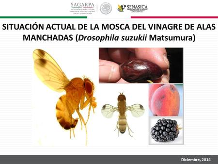 SITUACIÓN ACTUAL DE LA MOSCA DEL VINAGRE DE ALAS MANCHADAS (Drosophila suzukii Matsumura) Diciembre, 2014.