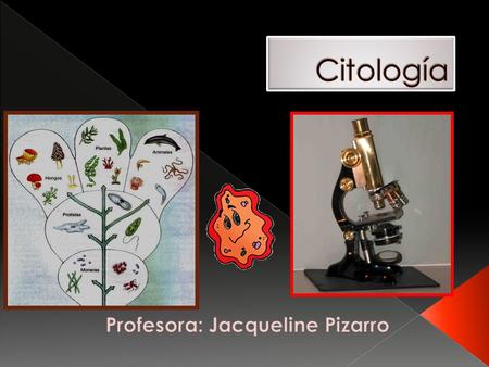 Profesora: Jacqueline Pizarro