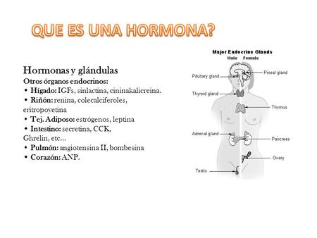 QUE ES UNA HORMONA? Hormonas y glándulas Otros órganos endocrinos: