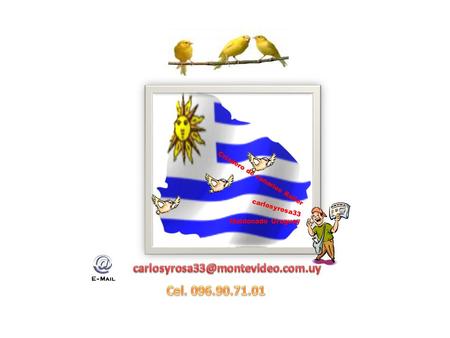 Cel. 096.90.71.01 carlosyrosa33@montevideo.com.uy Criadero de canarios Roller carlosyrosa33 Maldonado Uruguay carlosyrosa33@montevideo.com.uy Cel. 096.90.71.01.
