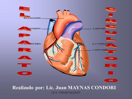 EL APARATO CIRCULATORIO Realizado por: Lic. Juan MAYNAS CONDORI