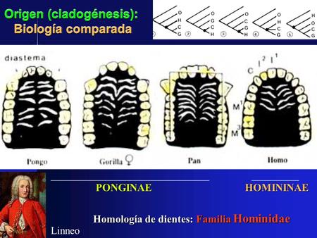 Origen (cladogénesis): Biología comparada Homología de dientes: Familia Hominidae Homología de dientes: Familia Hominidae ______________________________.