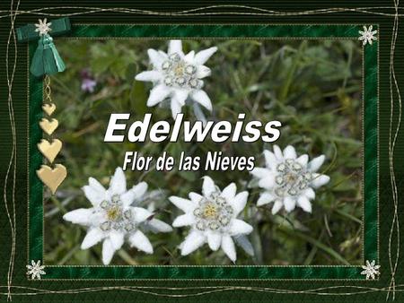Edelweiss Flor de las Nieves.