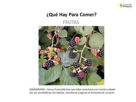 ¿Qué Hay Para Comer? FRUTAS ZARZAMORAS – Son un fruto delicioso que debe cosecharse con mucho cuidado por sus enredaderas con espinas. Son dulces y jugosas.