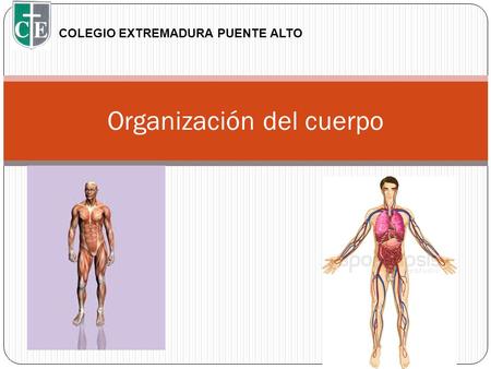 Organización del cuerpo