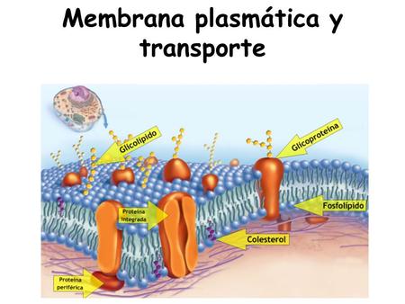 Membrana plasmática y transporte