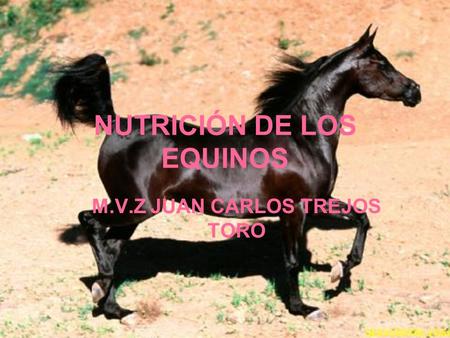 NUTRICIÓN DE LOS EQUINOS M.V.Z JUAN CARLOS TREJOS TORO.
