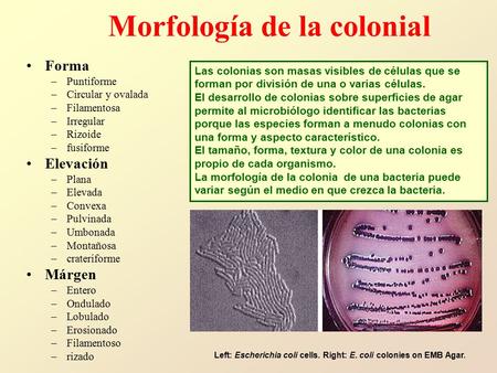 Morfología de la colonial