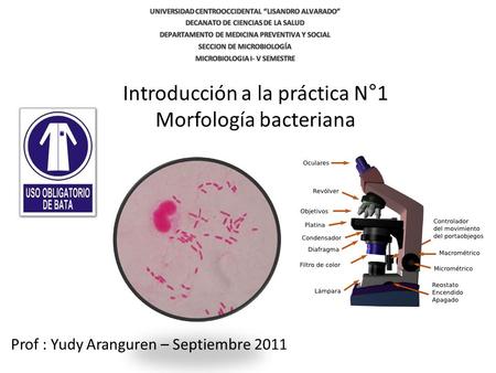 Introducción a la práctica N°1 Morfología bacteriana