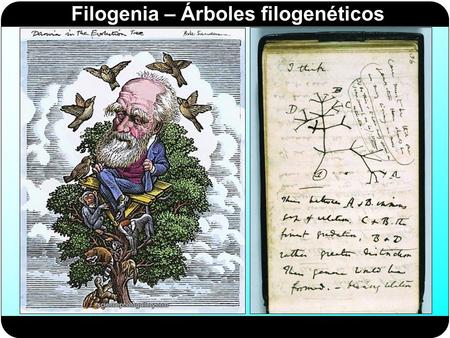 Filogenia. Filogenia Filogenia y genealogía La filogenia reproduce la trayectoria evolutiva del taxón.