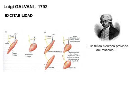 Luigi GALVANI - 1792 ¨...un fluido eléctrico proviene del músculo…¨ EXCITABILIDAD.