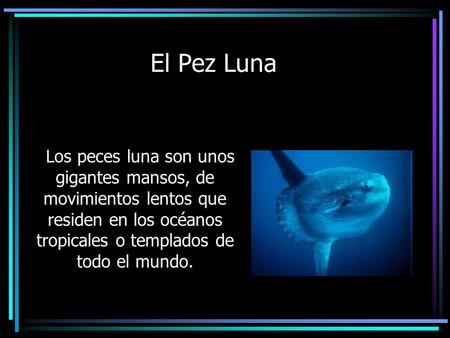 El Pez Luna   Los peces luna son unos gigantes mansos, de movimientos lentos que residen en los océanos tropicales o templados de todo el mundo.