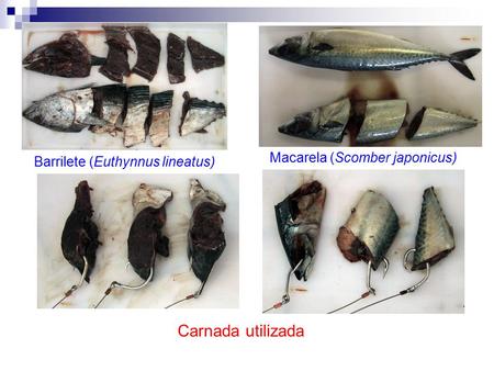Carnada utilizada Barrilete (Euthynnus lineatus) Macarela (Scomber japonicus)