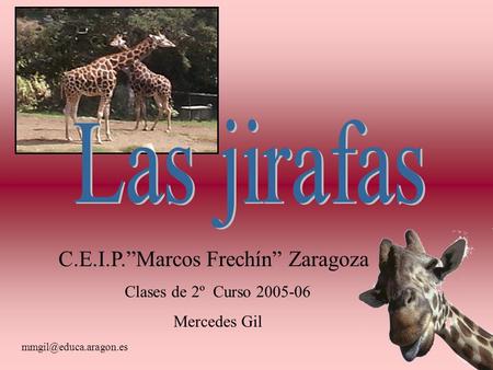 Las jirafas C.E.I.P.”Marcos Frechín” Zaragoza