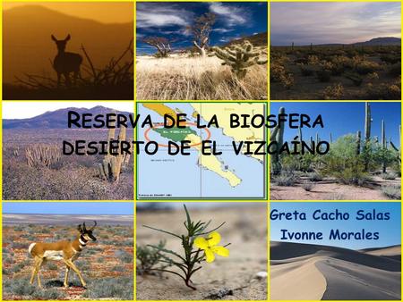 Reserva de la biosfera desierto de el vizcaíno