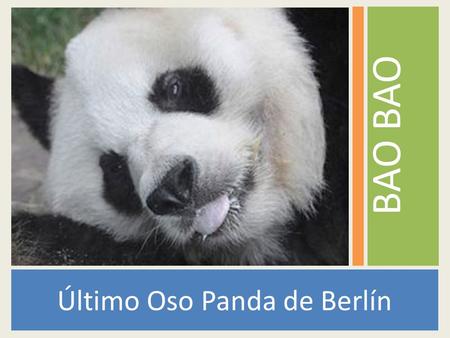 Último Oso Panda de Berlín BAO. El oso panda se considera una especie de mamífero del orden de los carnívoros, aunque también se considera herbívoro,