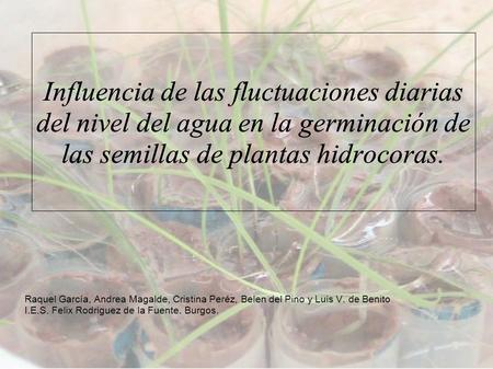 Influencia de las fluctuaciones diarias del nivel del agua en la germinación de las semillas de plantas hidrocoras. Raquel García, Andrea Magalde, Cristina.