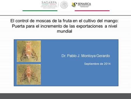 El control de moscas de la fruta en el cultivo del mango: Puerta para el incremento de las exportaciones a nivel mundial Dr. Pablo J. Montoya Gerardo Septiembre.
