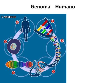 Genoma Humano. Introducción Todas las instrucciones necesarias para crear un ser humano pueden ser escritas con la combinación de cuatro letras que representan.