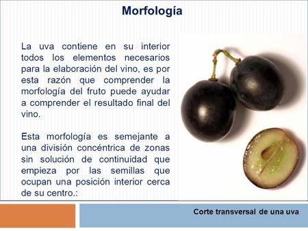 Morfología La uva contiene en su interior todos los elementos necesarios para la elaboración del vino, es por esta razón que comprender la morfología del.