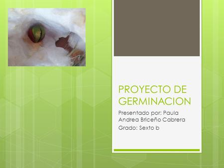 PROYECTO DE GERMINACION Presentado por: Paula Andrea Briceño Cabrera Grado: Sexto b.
