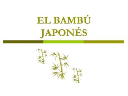 EL BAMBÚ JAPONÉS.