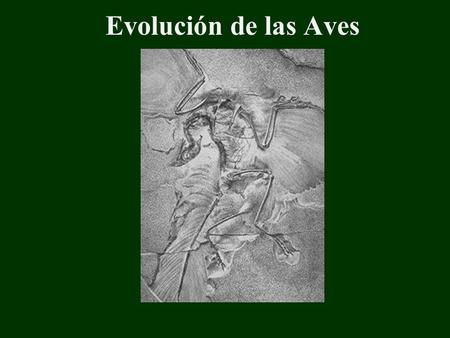 Evolución de las Aves. Controversia sobre la evolución de las aves: Genealogía evolutiva Aparición de la habilidad del vuelo.