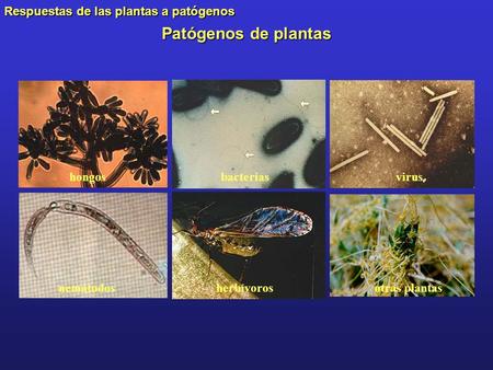 Patógenos de plantas hongos bacterias virus nemátodos herbívoros