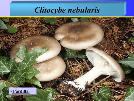 Clitocybe nebularis Pardilla..