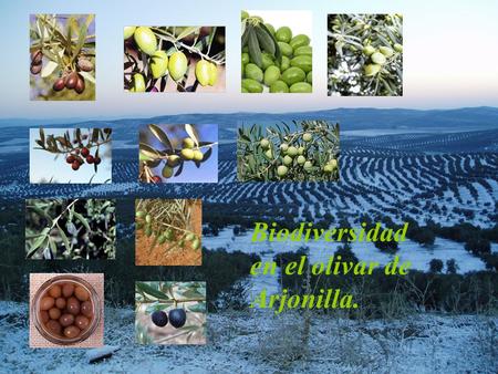 Biodiversidad en el olivar de Arjonilla..