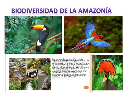 Biodiversidad de la amazonía