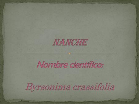 NANCHE Nombre científico: Byrsonima crassifolia